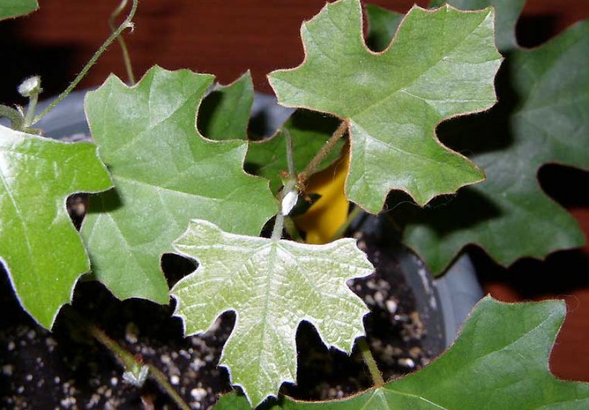 Роициссус пальчастий Роициссус пальчастий