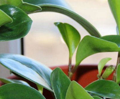 Пеперомія туполиста: догляд в домашніх умовах