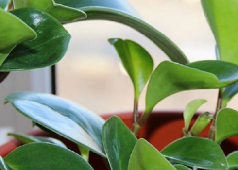 Пеперомія туполиста: догляд в домашніх умовах
