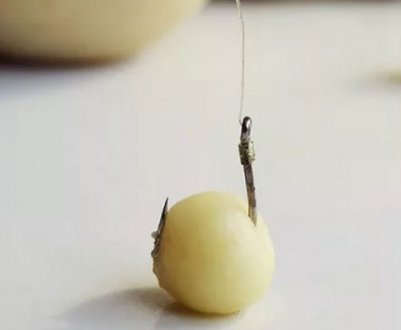 Як зробити тісто з часником для риболовлі на карася