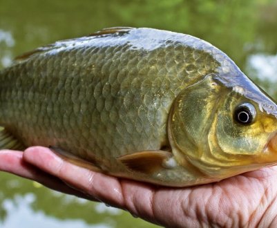 Як приготувати і насадити хліб для риболовлі на карася, як правильно ловити рибу