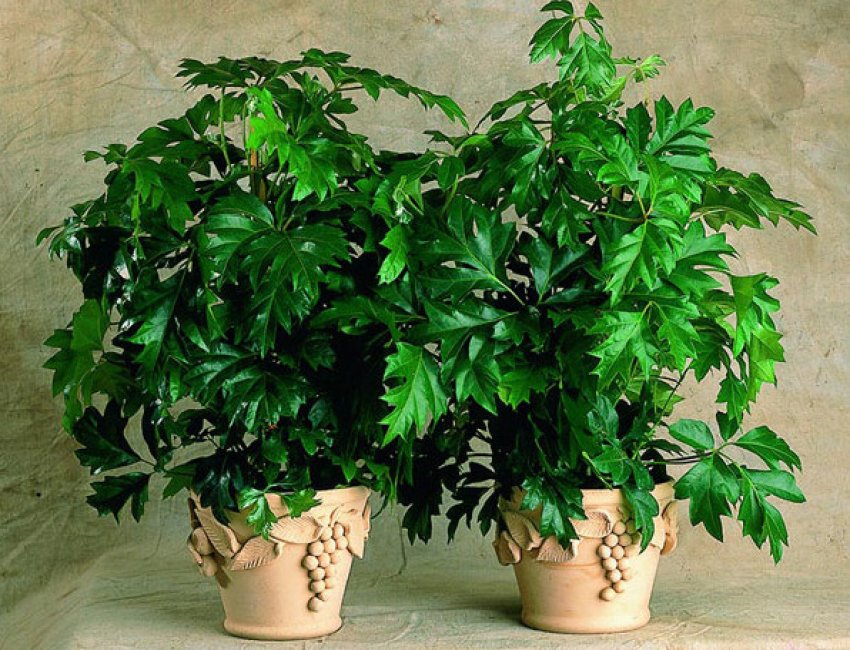 Роициссус Роициссус