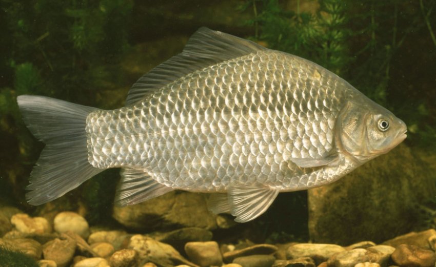 Карась у річці Карась у річці