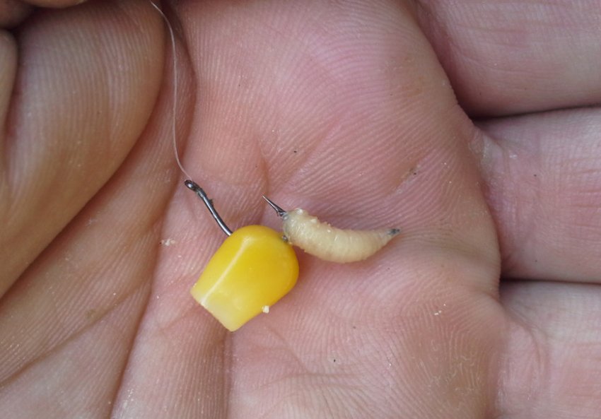 Наживка на карася Наживка на карася