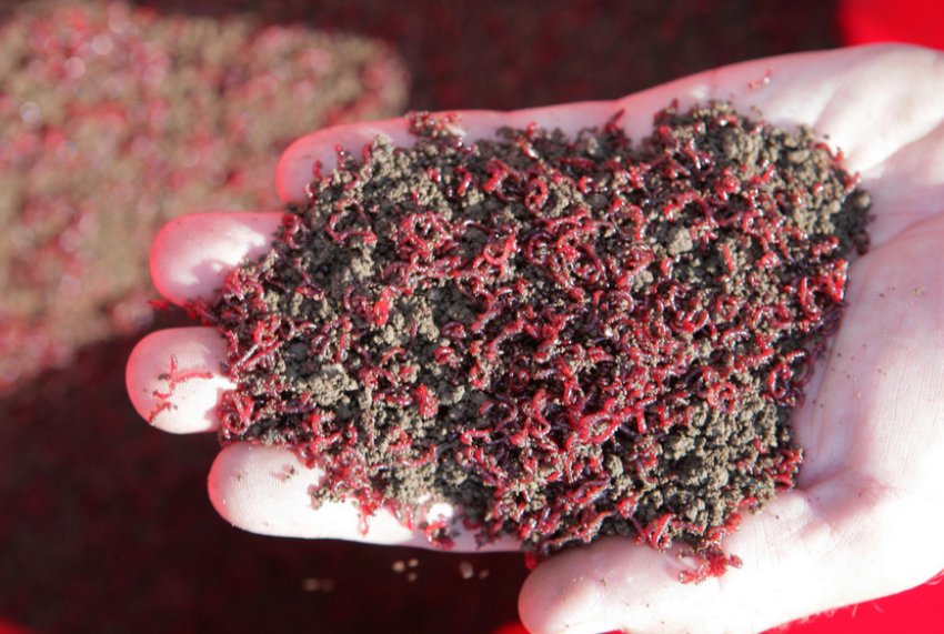 Суміш ґрунту з мотилем Суміш ґрунту з мотилем