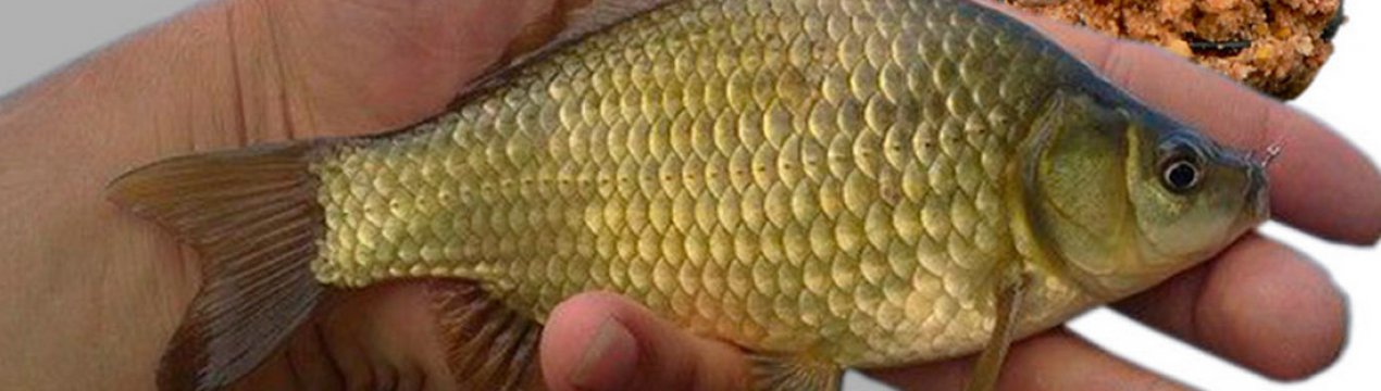 Особливості лову карася у вересні