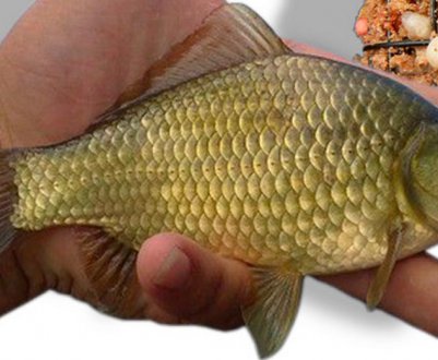 Особливості лову карася у вересні