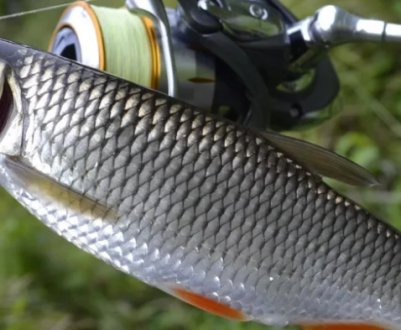 Особливості лову головня в серпні, вибір снастей і приманок