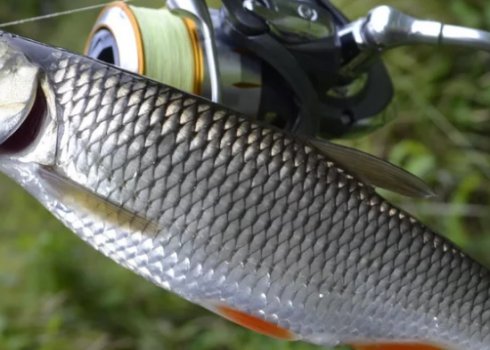 Особливості лову головня в серпні, вибір снастей і приманок