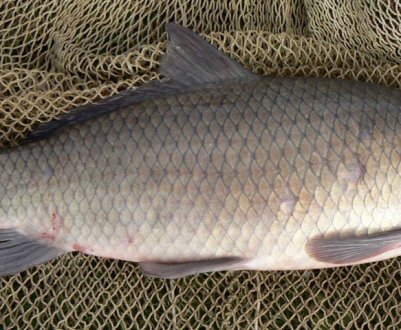 Буффало: фото, чим відрізняється від інших риб, від карася, у чому їхня різниця та відмінності