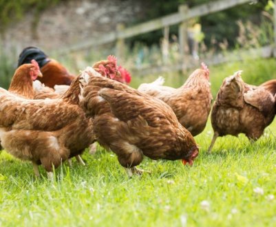 Чи можна давати курям пінопласт і чому вони його клюють?