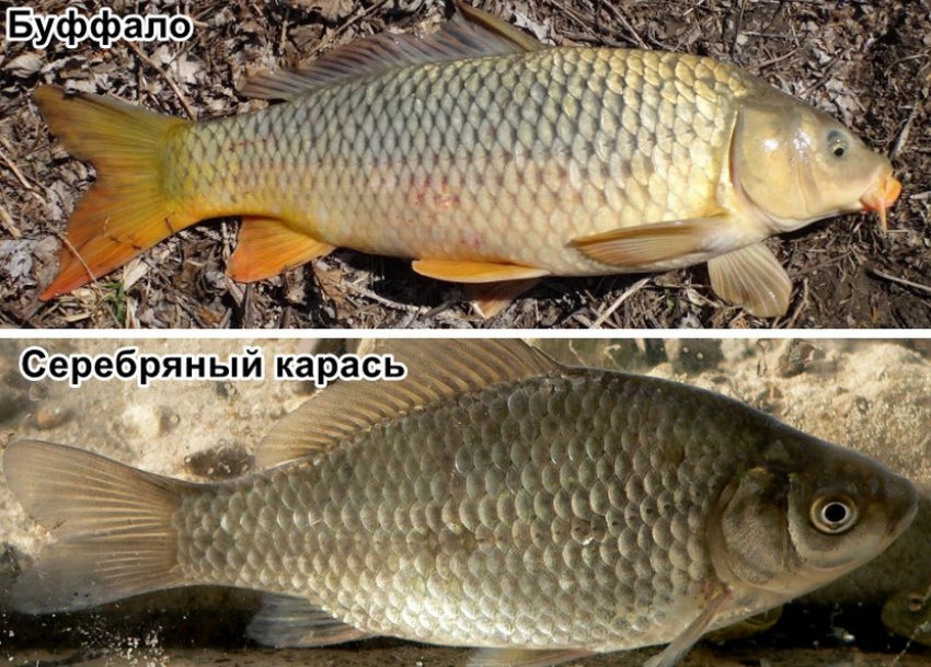 Гибрид что за рыба. Смотреть фото Гибрид что за рыба. Смотреть картинку Гибрид что за рыба. Картинка про Гибрид что за рыба. Фото Гибрид что за рыба