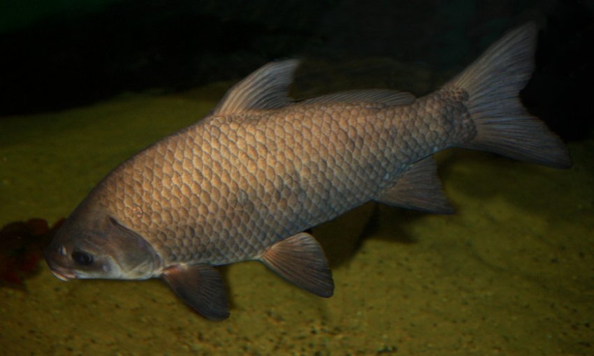 Буффало карась Буффало карась