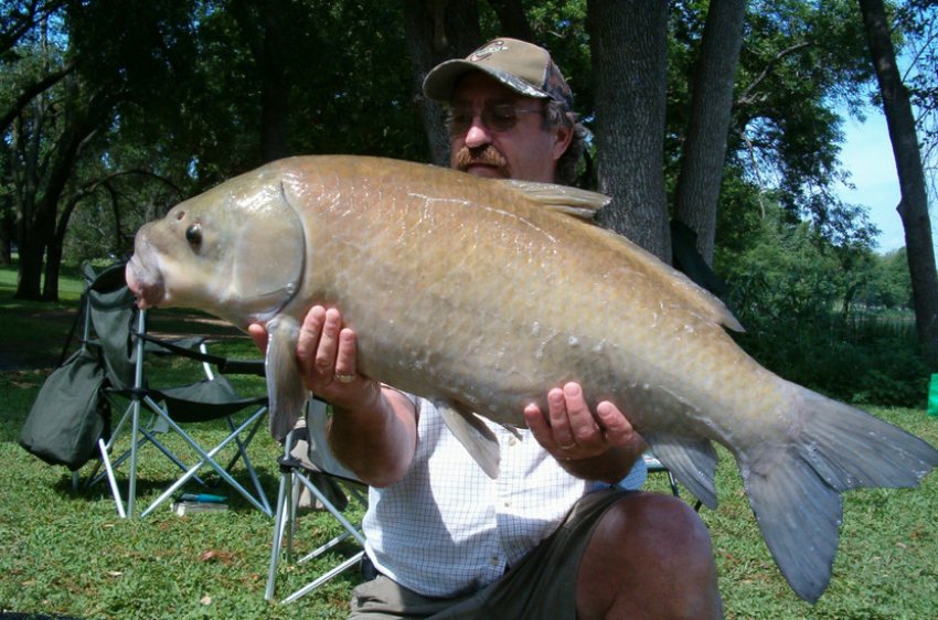 Величезний буффало Величезний буффало