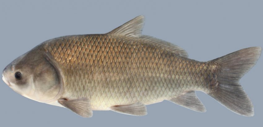 Малоротий буффало Малоротий буффало