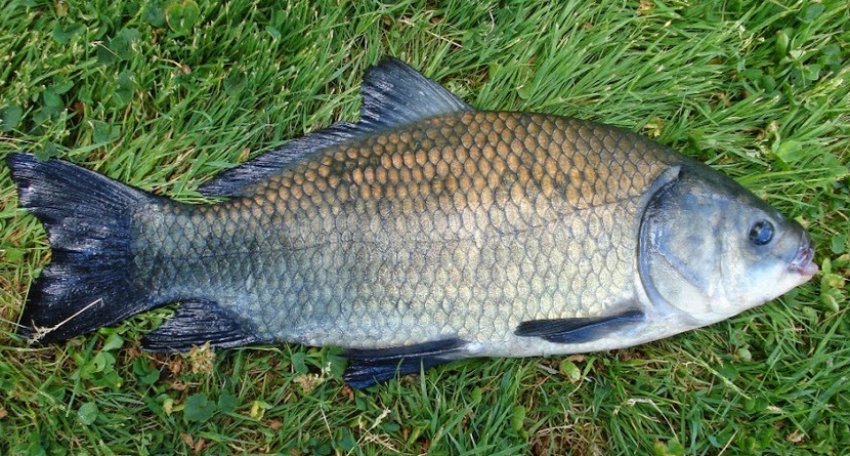 Великоротий буффало Великоротий буффало