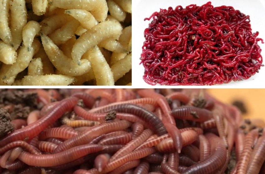 Наживка для карася Наживка для карася