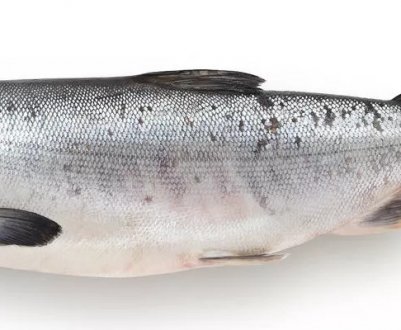 У чому різниця між кетою та сьомгою