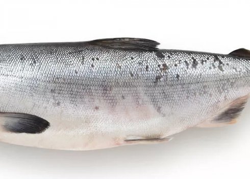 В чём разница между кетой и сёмгой