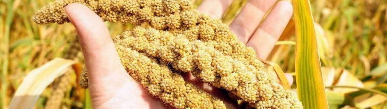 Технологія вирощування проса