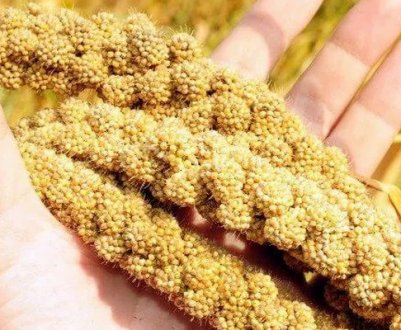 Технологія вирощування проса