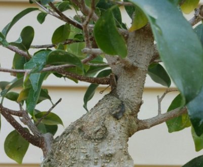 Фікус микрокарпа мокламе: догляд в домашніх умовах