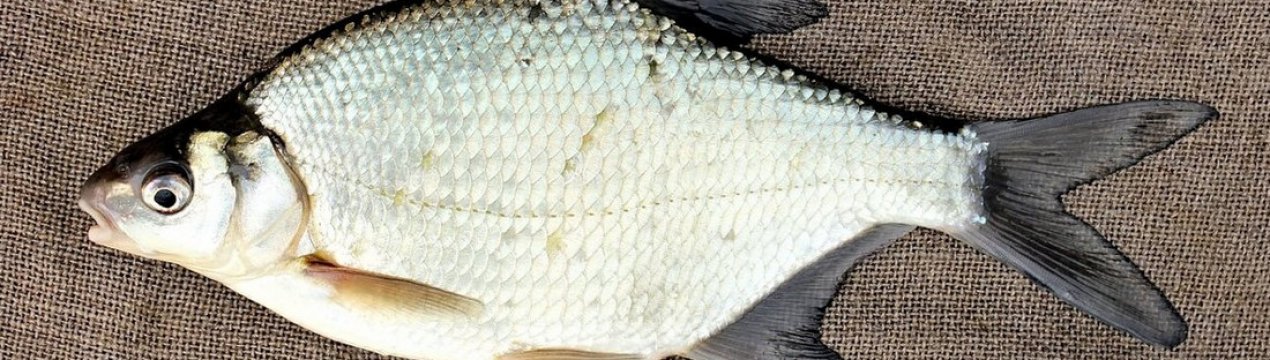 Ловля ляща на мормишку і як зробити снасть своїми руками