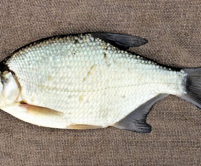 Ловля ляща на мормишку і як зробити снасть своїми руками