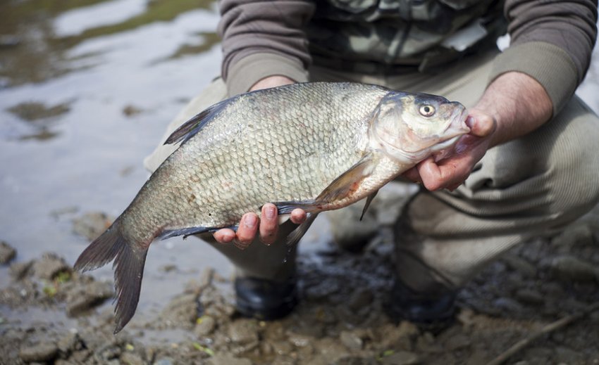 Ловля ляща Ловля ляща