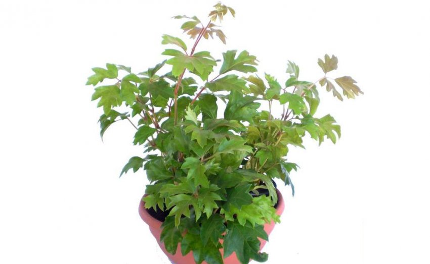 Формування куща роициссуса Формування куща роициссуса