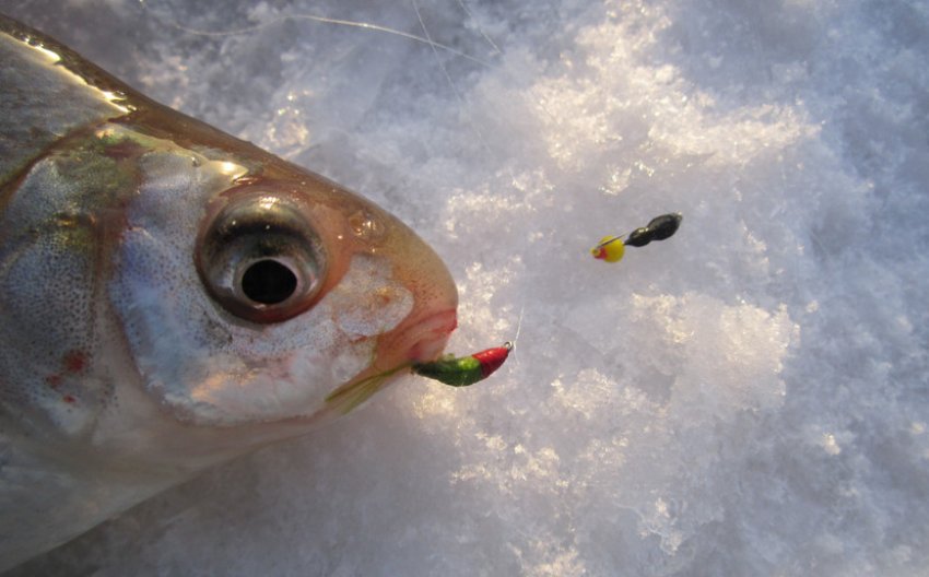 Ловля ляща на мормишку Ловля ляща на мормишку