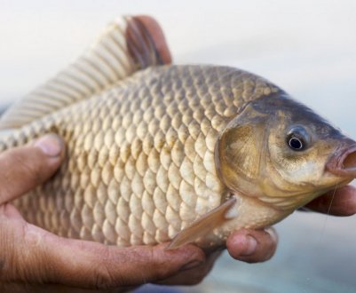 Риболовля на карася в Самарській області