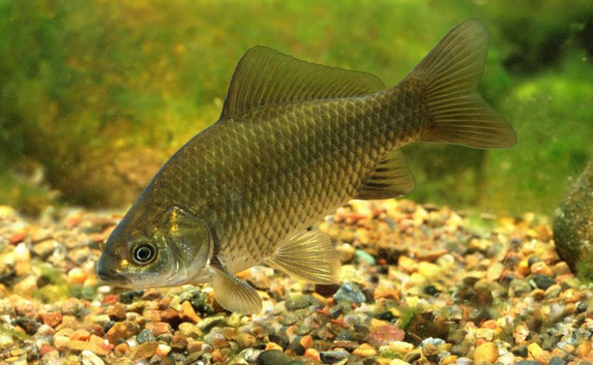 Карась під водою