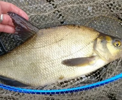 Чому лящ червоніє після упіймання: причини появи червоних плям