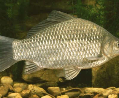 Як розвести й утримувати карасів у домашньому ставку