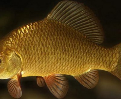 Риболовля на карася в Новосибірській області