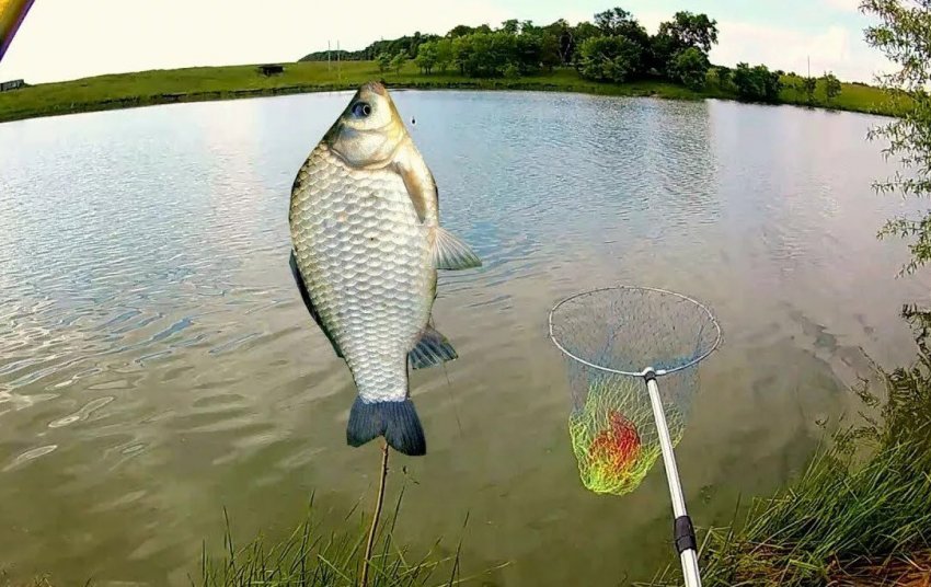 Ловля карася Ловля карася