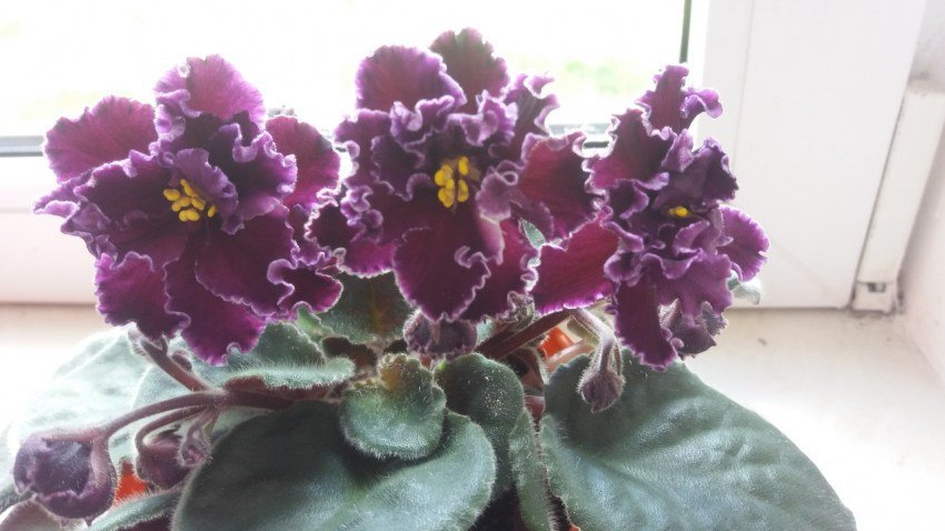 Розміщення фіалки герцогині Розміщення фіалки герцогині