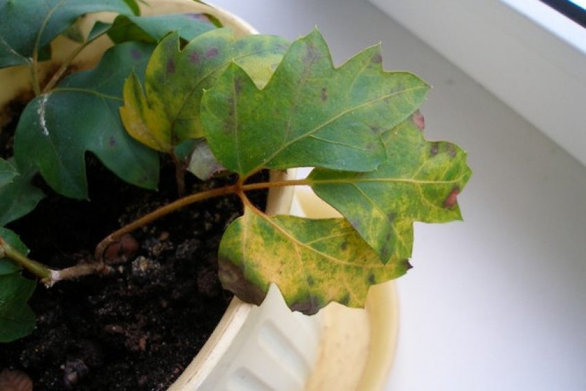 Опадає листя у циссуса Опадає листя у циссуса