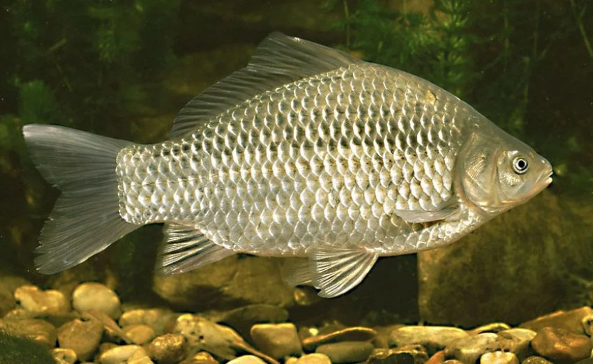 Карась під водою Карась під водою