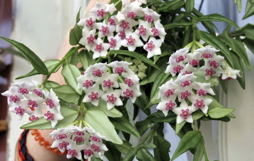 Хойя Белла Хойя Белла