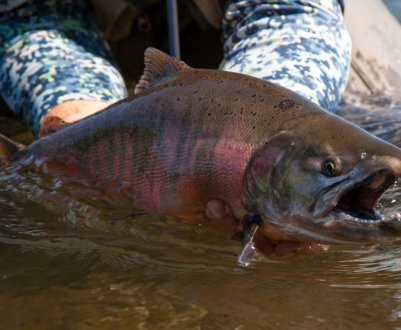 Ловля кети: вибір снастей і оснащення, тактика і техніка