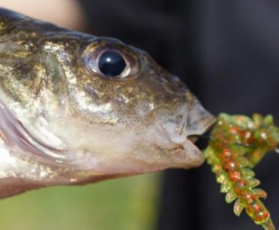 Вибір снастей, насадок і підгодовування для лову йоржа