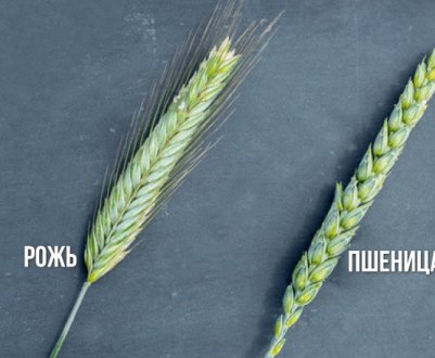 Як відрізнити жито від пшениці