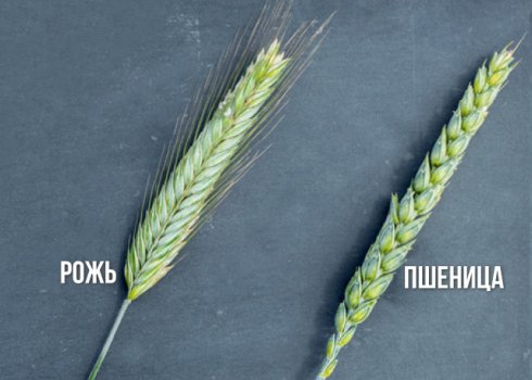 Як відрізнити жито від пшениці