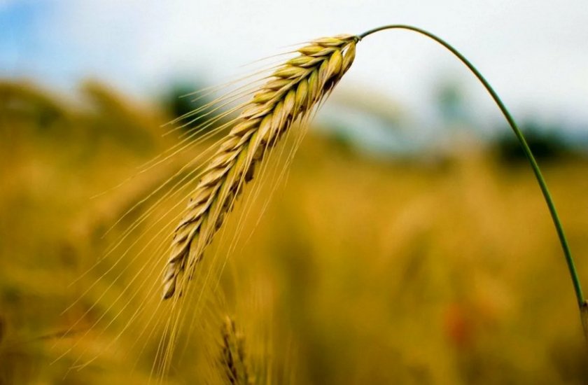 Отличия ржи и пшеницы (11 фото): в чем разница между злаками, как их отличить по