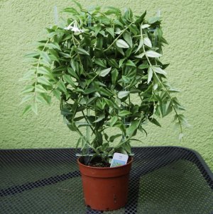 Хойя Белла Хойя Белла