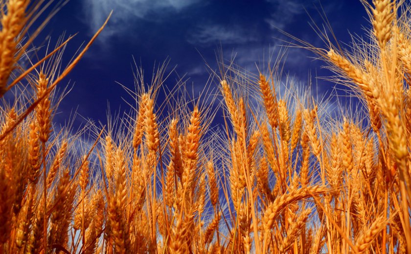 фото ржи и пшеницы