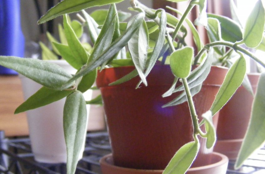 Хойя Белла Хойя Белла