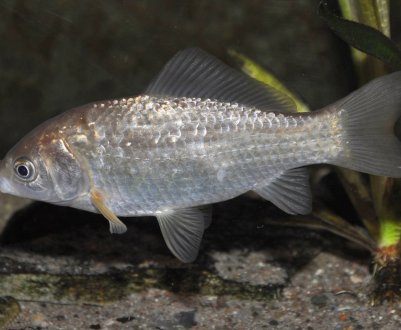 Як називається суміш коропа і карася: особливості гібрида